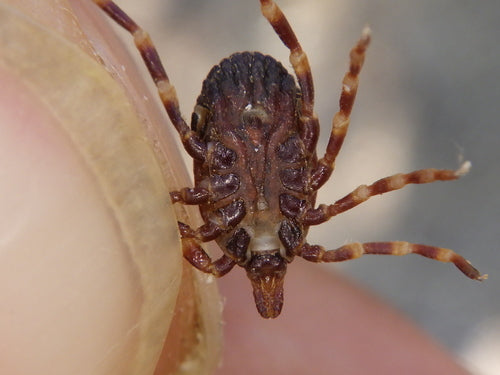 Zecca Hyalomma — Bild 5