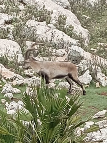 Stambecco iberico — Bild 2