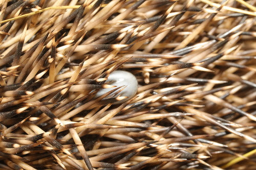 Segno di spunta del riccio — Bild 3
