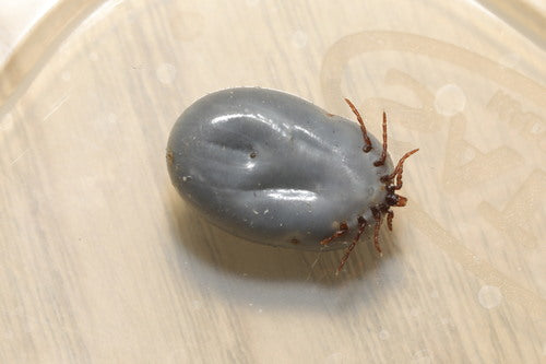 Segno di spunta del riccio — Bild 5