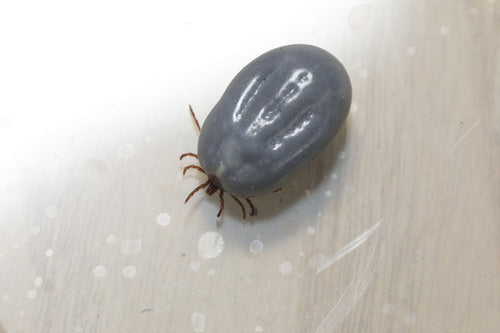 Segno di spunta del riccio — Bild 4