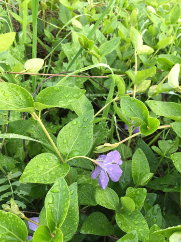 Sempreverde — foto 2 di 8