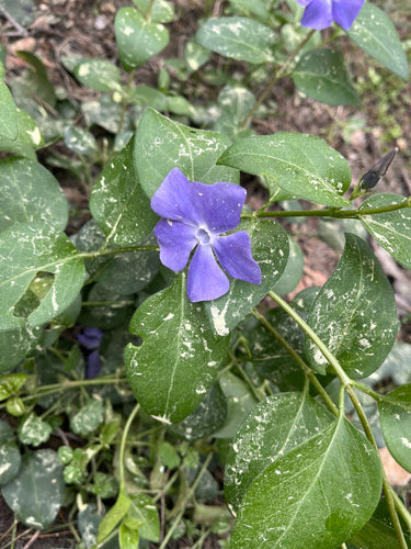 Sempreverde — Bild 4