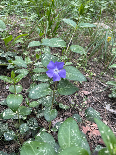 Sempreverde — Bild 5