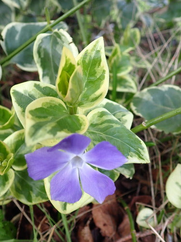 Sempreverde — foto 3 di 8