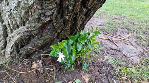 Sempreverde — foto 1 di 8