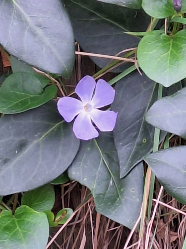 Sempreverde — Bild 3