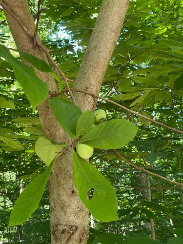 Banana indiana — Bild 2