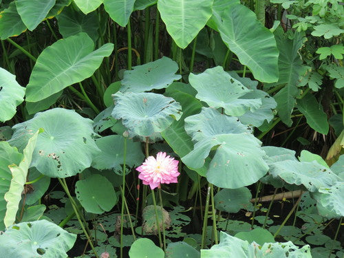Fiore di loto indiano — foto 2 di 9