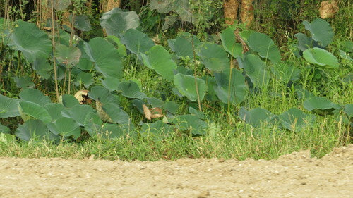 Fiore di loto indiano — foto 5 di 9