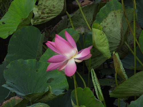 Fiore di loto indiano — foto 3 di 9