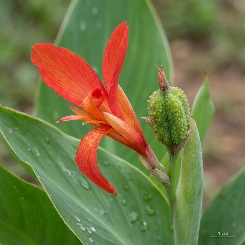 Tubo per fiori indiani