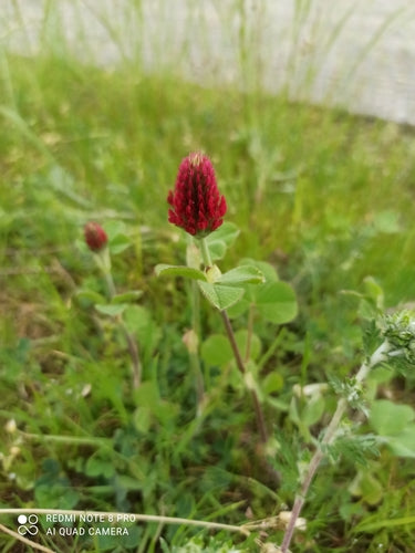 trifoglio di carne — Bild 5