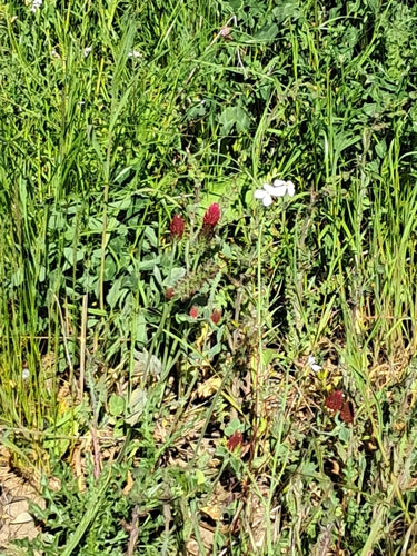 trifoglio di carne — Bild 4
