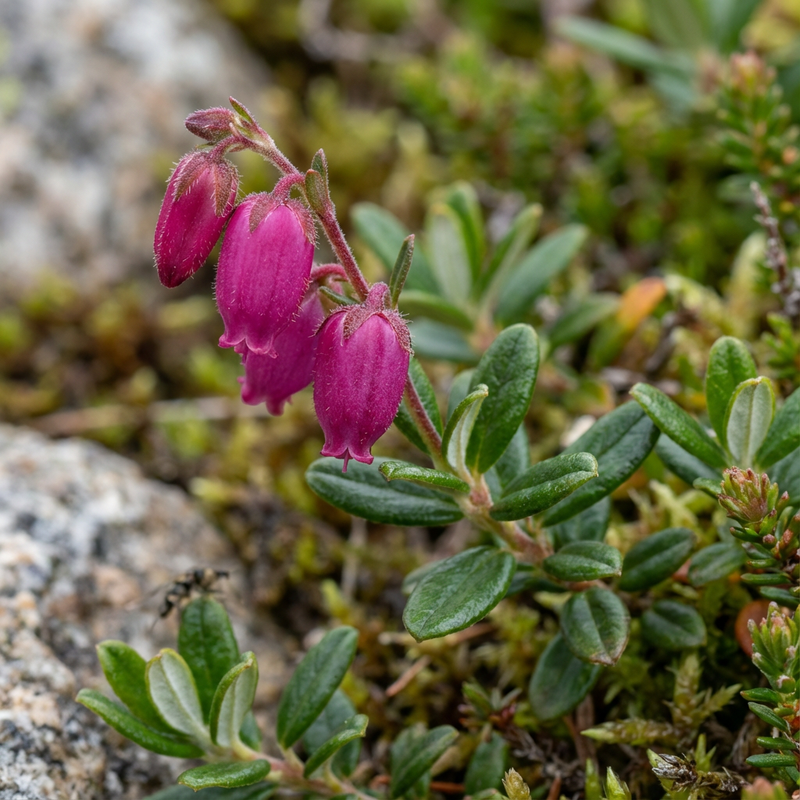 Erica campana irlandese