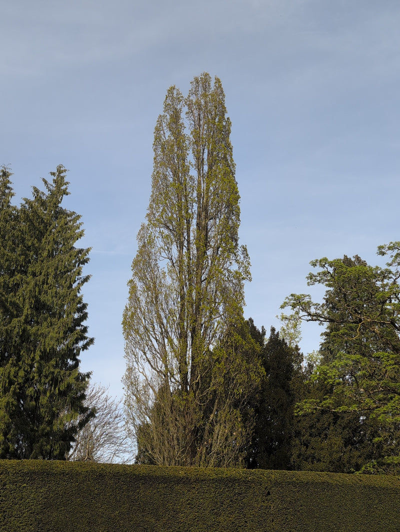 Pioppo nero — Bild 1