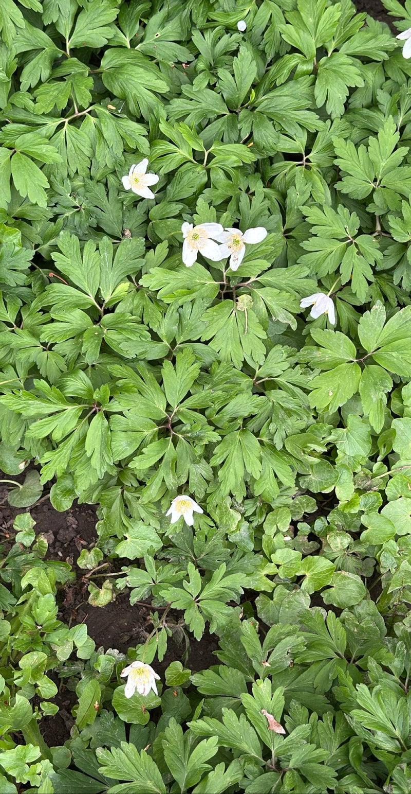 Anemoni di legno — Bild 1