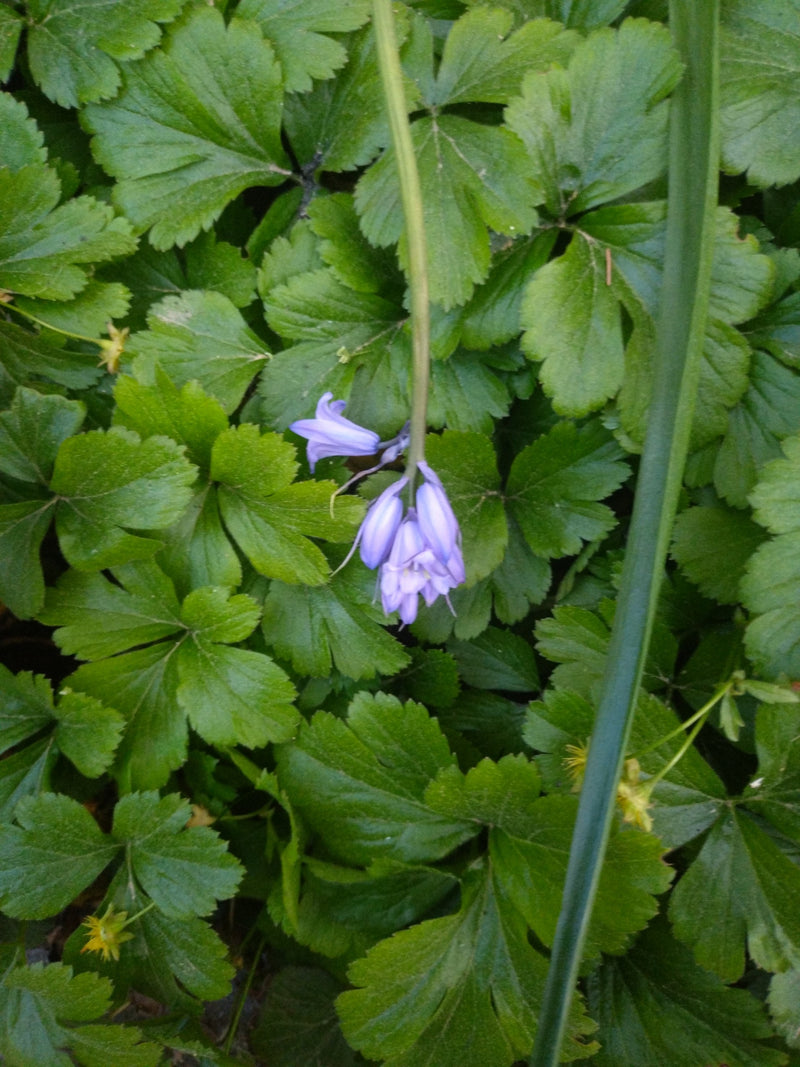 Campanule — Bild 2