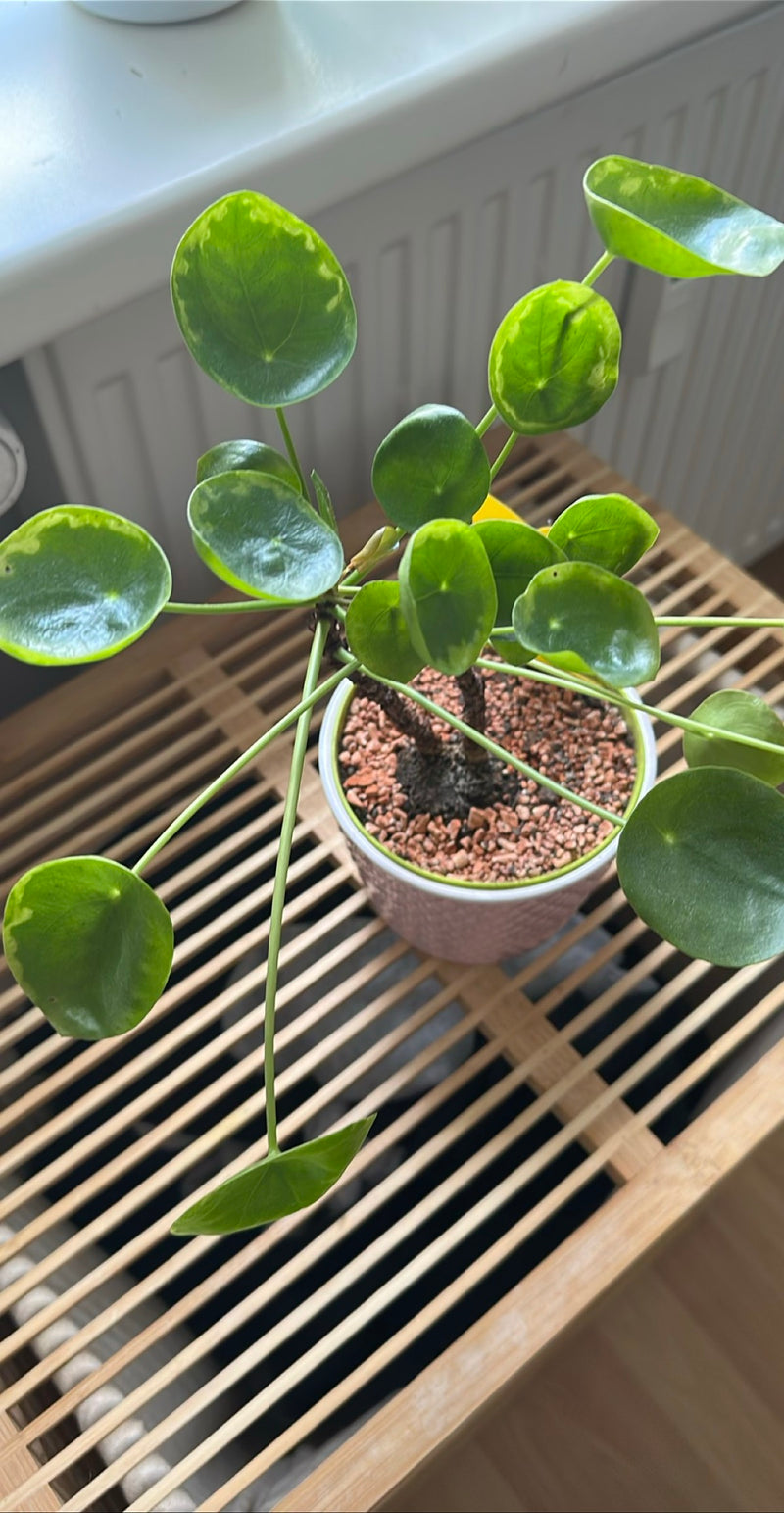 L'immagine mostra una pianta delle monete cinese (Pilea peperomioides) sana in un vaso da fiori rotondo. Le caratteristiche foglie tonde sono chiaramente vis...