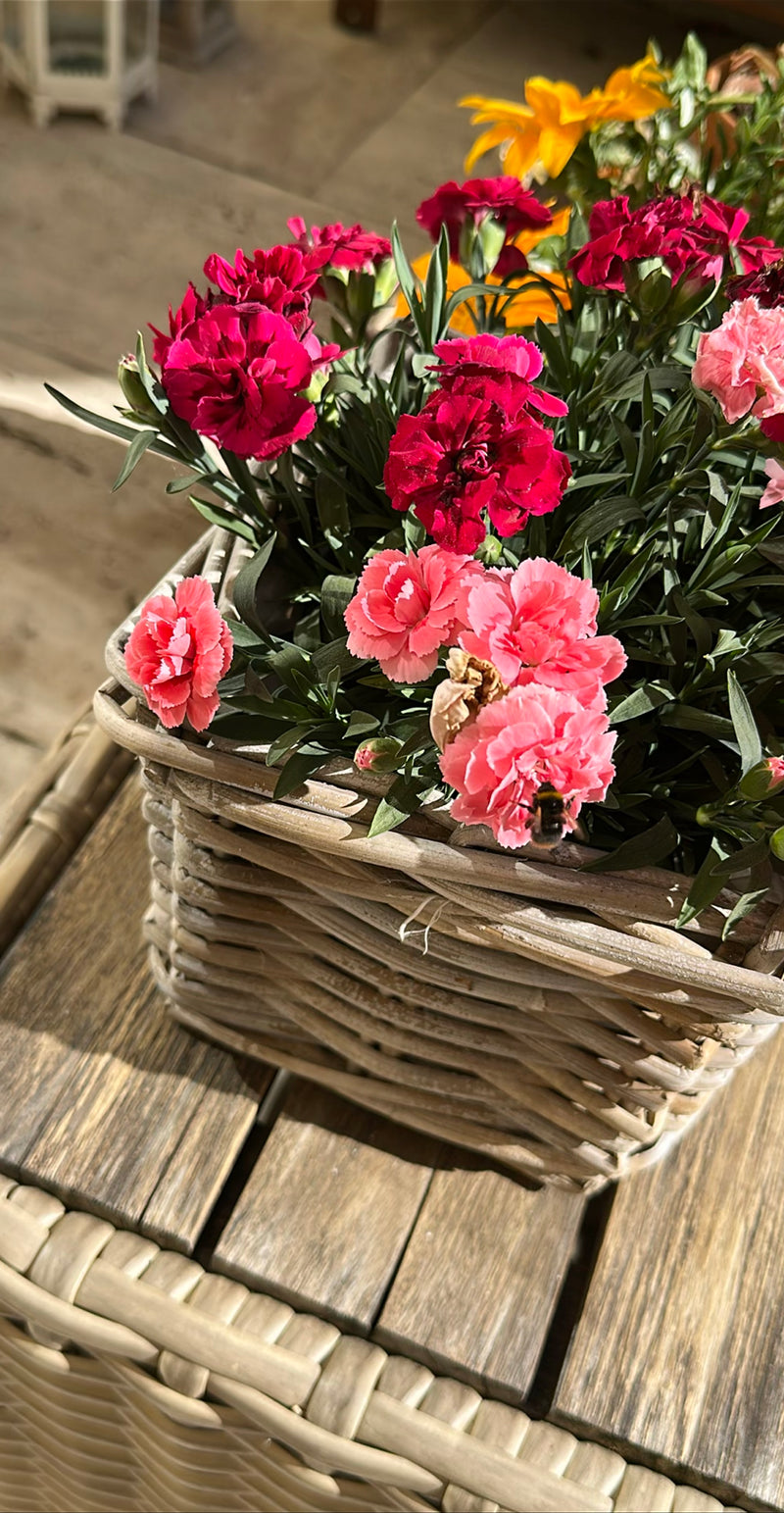 Un bombo dai toraci rossi è seduto su un fiore di garofano rosa in un cesto di vimini. È chiaramente visibile mentre visita i fiori.