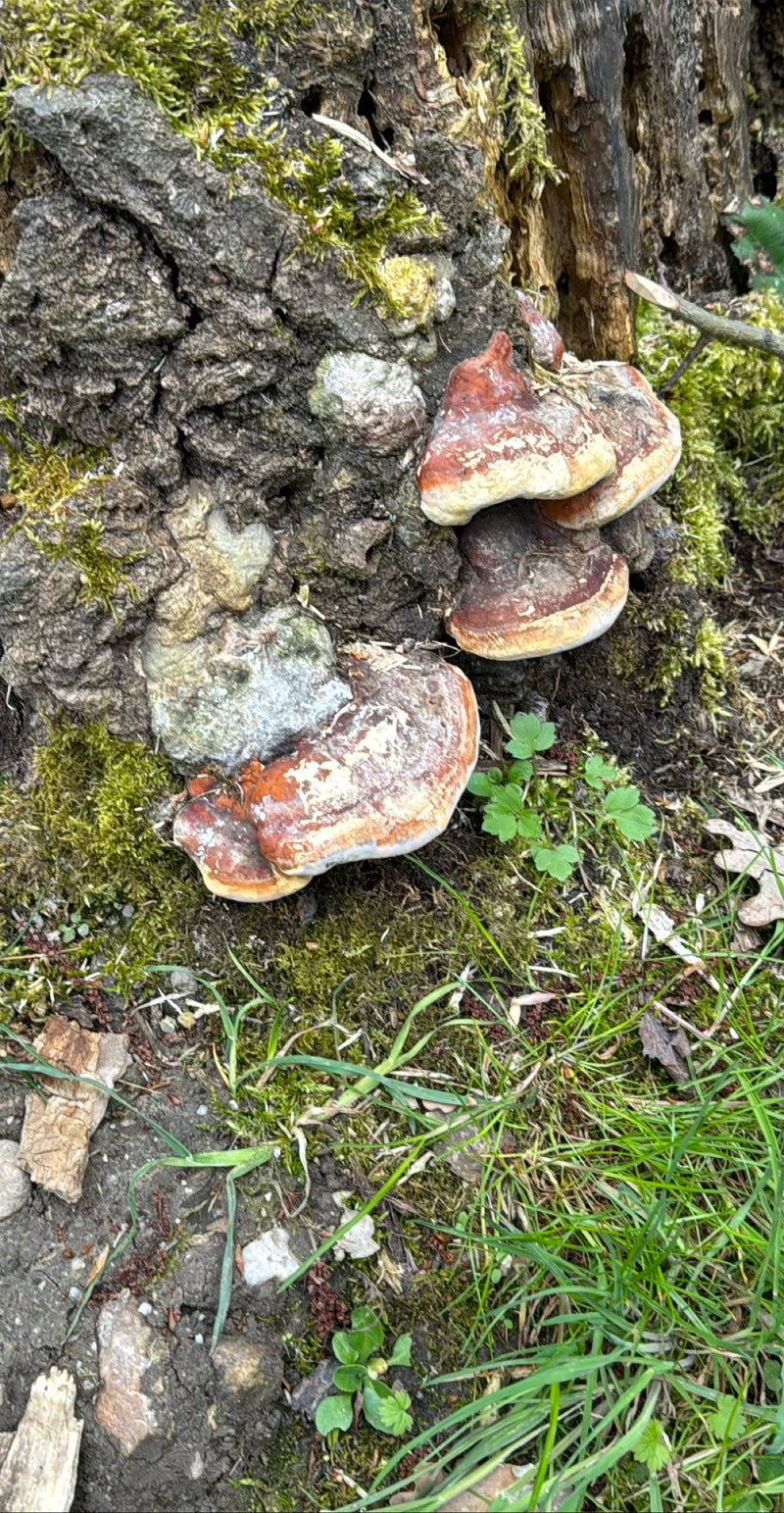 Spugna dell'albero dal bordo rosso — Bild 1