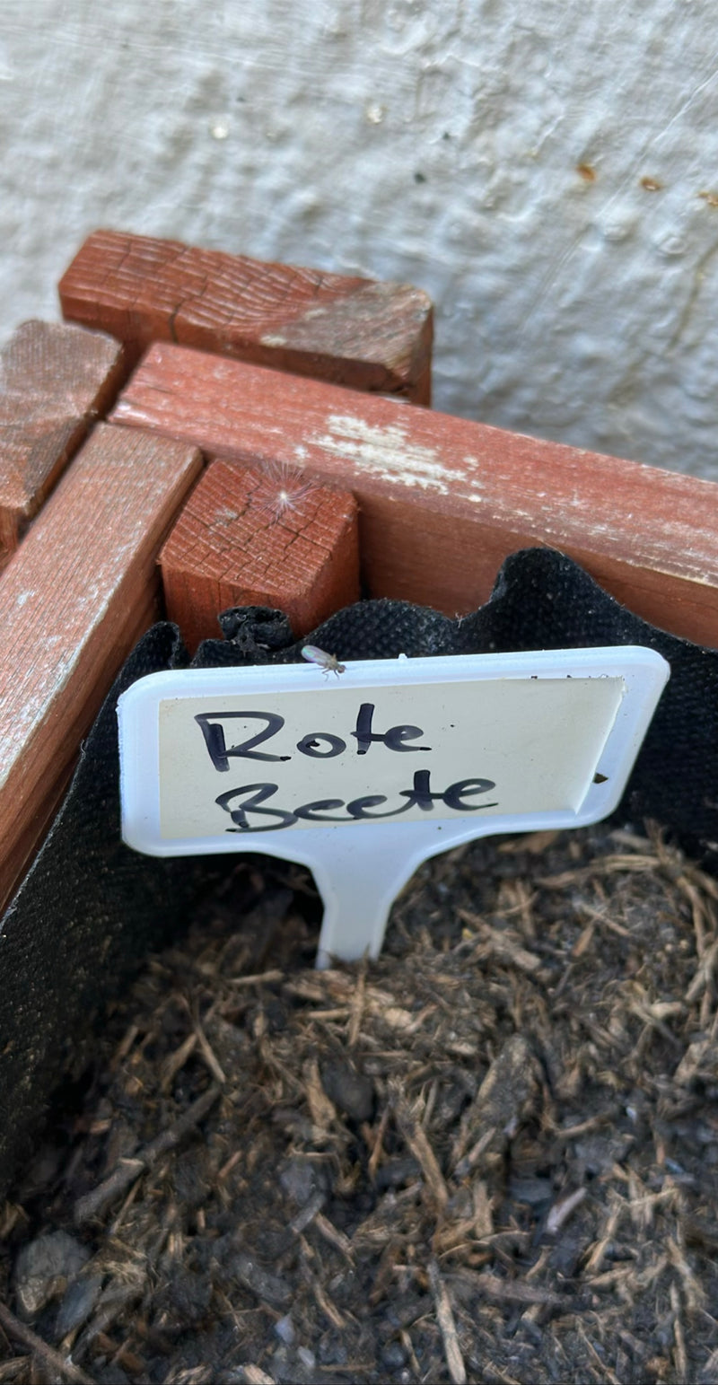 Un piccolo sciaride è seduto su un'etichetta per piante bianca con la scritta Rote Beete. L'etichetta è infilata nel terreno.