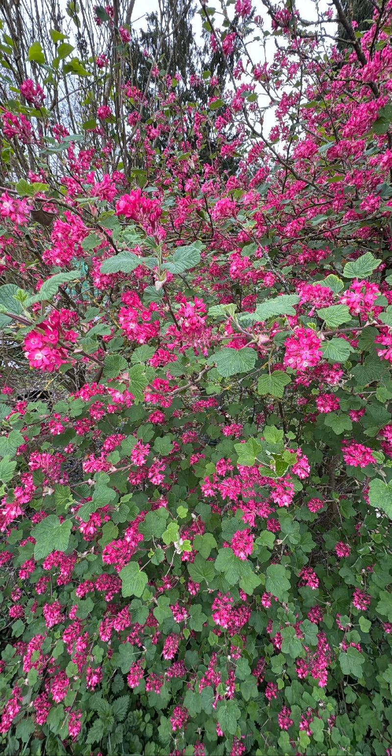 Si vede un arbusto in piena fioritura di ribes sanguineo con numerose e vistose infiorescenze rosa. Le foglie verdi e lobate sono chiaramente riconoscibili t...