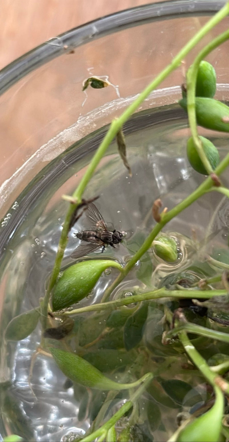Mosca comune della carne — foto 1 di 2