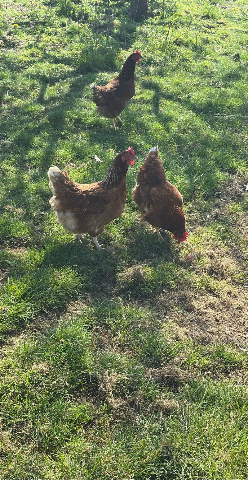 Tre galline domestiche marroni camminano su un prato verde. Stanno cercando cibo nell'erba.