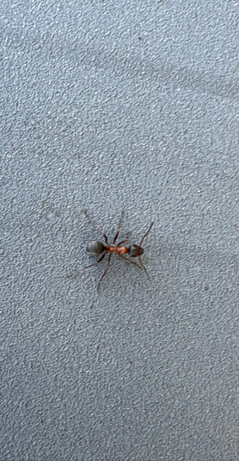 L'immagine mostra una formica bicolore che cammina su una superficie grigia e strutturata.