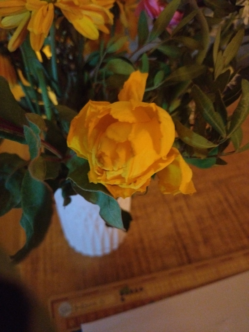 Rose — Bild 1