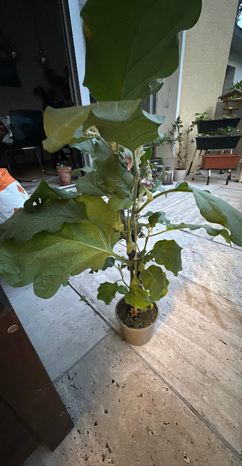 melanzana — Bild 2