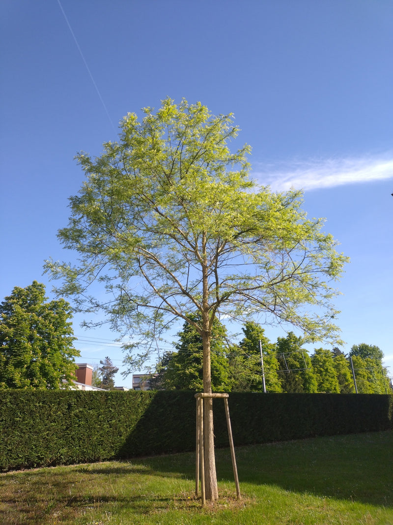 Locusta nera comune — Bild 1