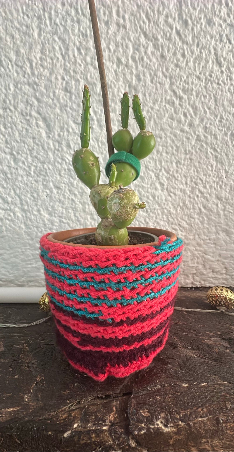 Cactus della pigna — Bild 1