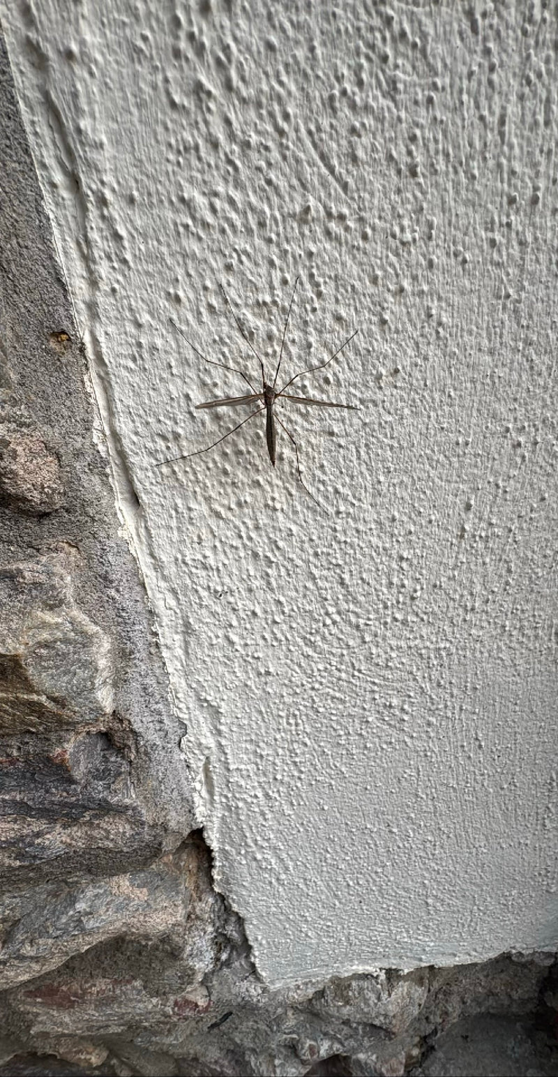 L'immagine mostra un tipula del cavolo adulta che riposa su una parete di una casa intonacata chiara. Le sue tipiche zampe lunghe e ali sono chiaramente spie...