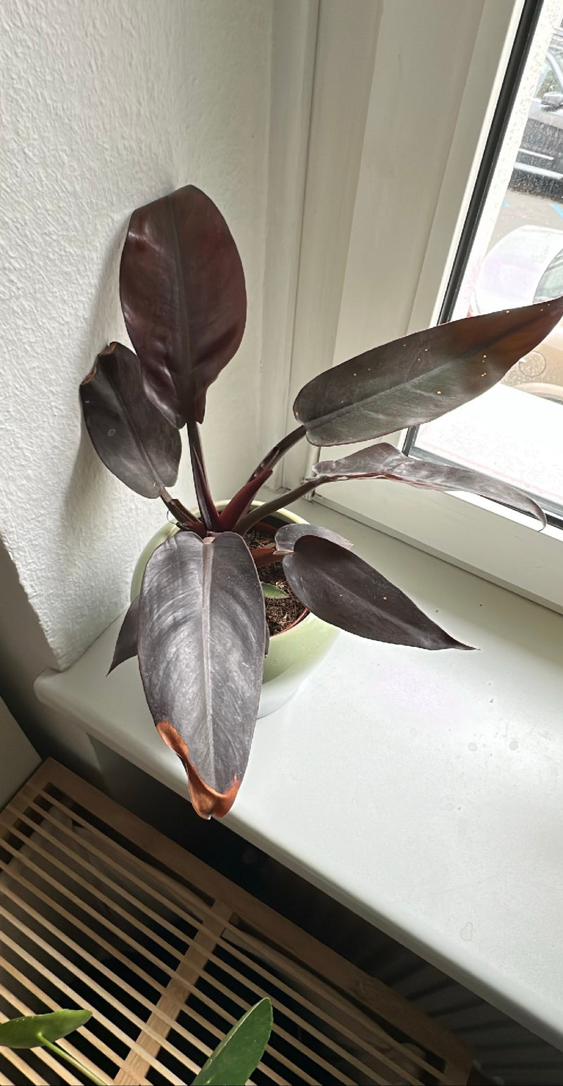 Red Tree Friends (cultivar 'Black Cardinal') — Bild 1