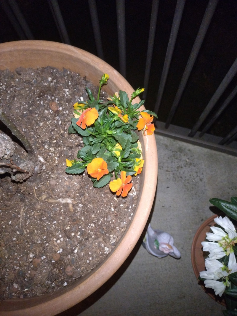 Si vede una giovane pianta di viola cornuta con fiori arancioni brillanti che cresce in un vaso rotondo.