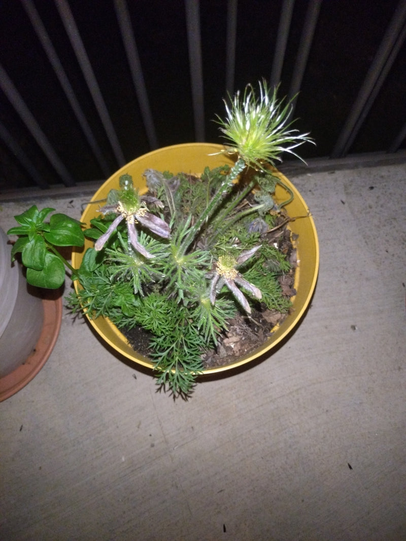 Si vede un pulsatilla comune in un vaso da fiori giallo. La pianta mostra le sue tipiche foglie piumate e teste di semi mature.