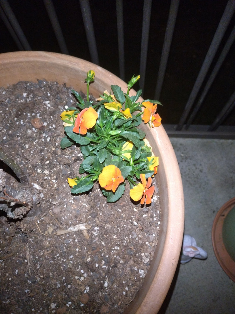 Si vede una piccola pianta con fiori giallo-arancio e foglie verdi. Cresce in un grande vaso di terracotta riempito di terra.