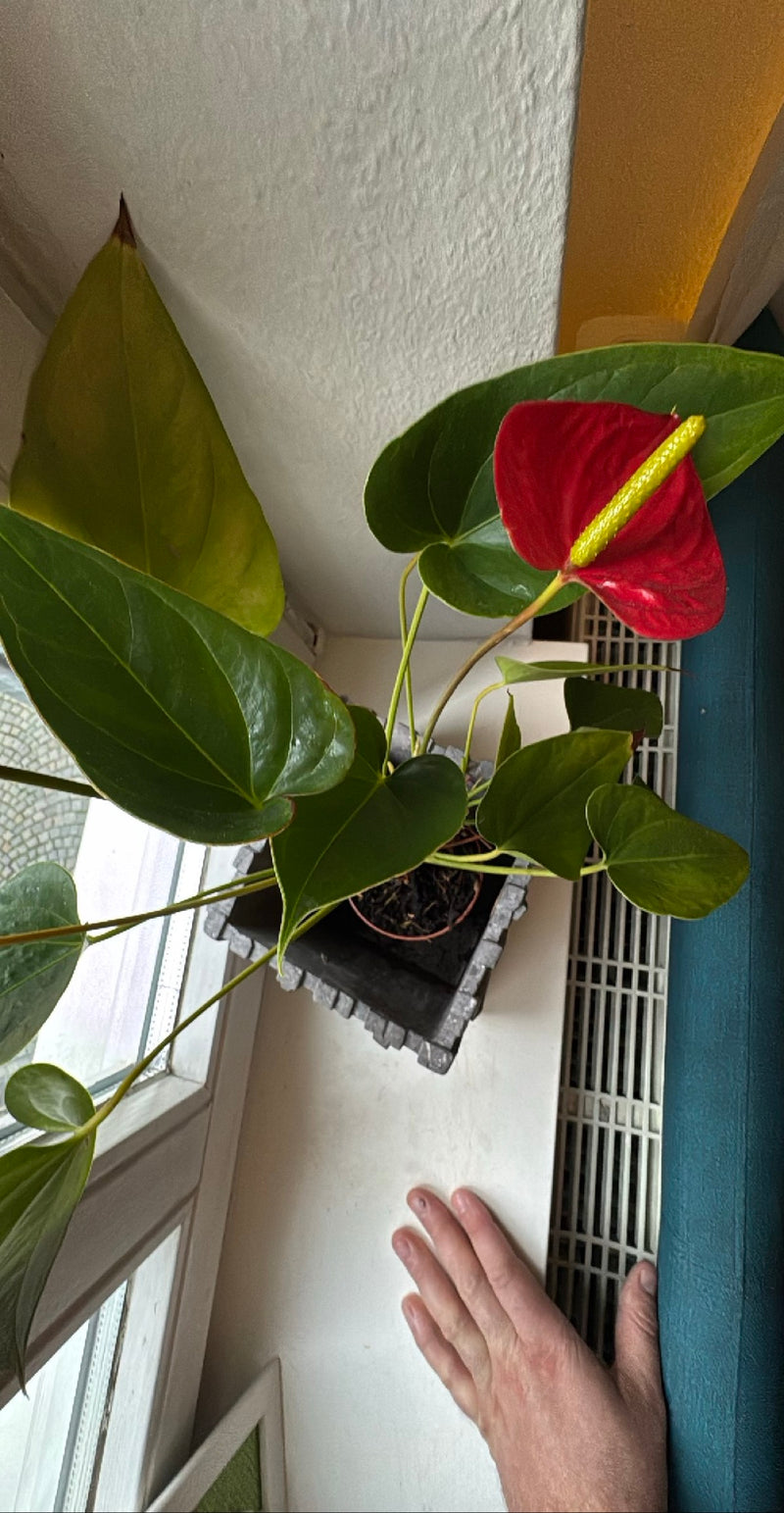 Grande fiore di fenicottero — Bild 1
