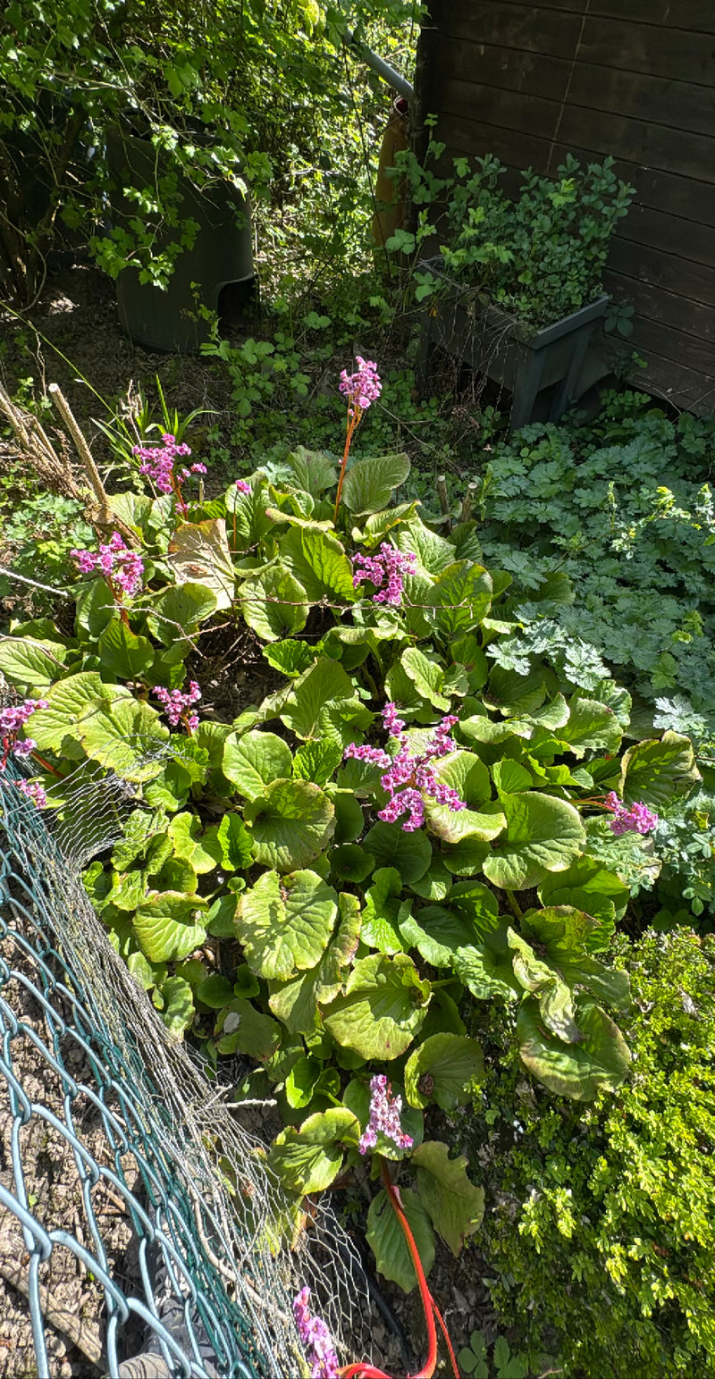 Bergenia dalle foglie cardiache — Bild 3