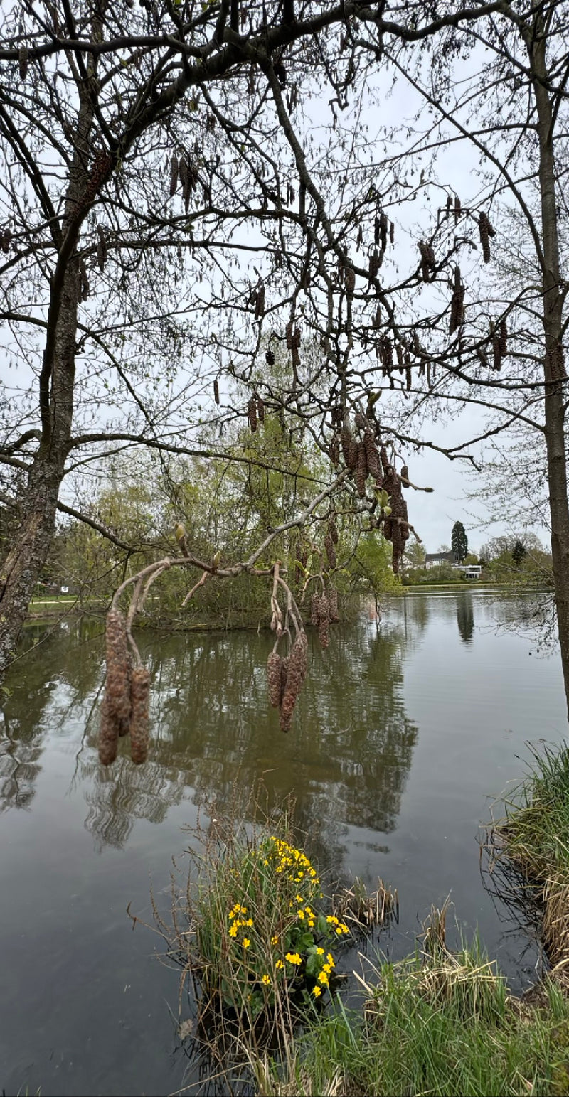 Ontano nero — Bild 1
