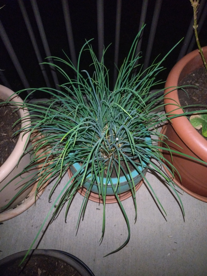 erba cipollina — Bild 1
