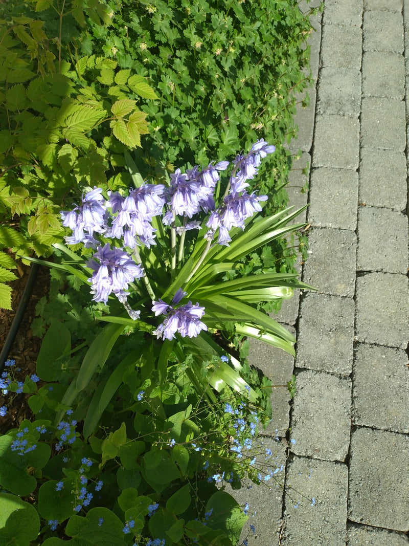 Campanule — Bild 3