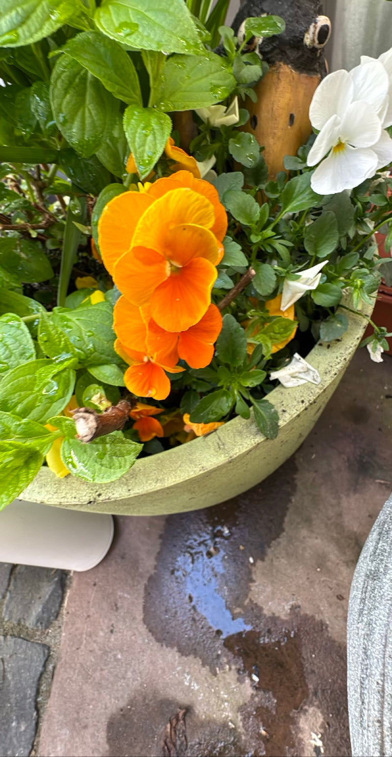 Viole del pensiero da giardino — Bild 3