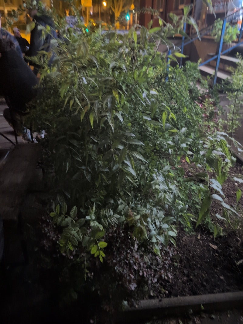Buddleia — Bild 1