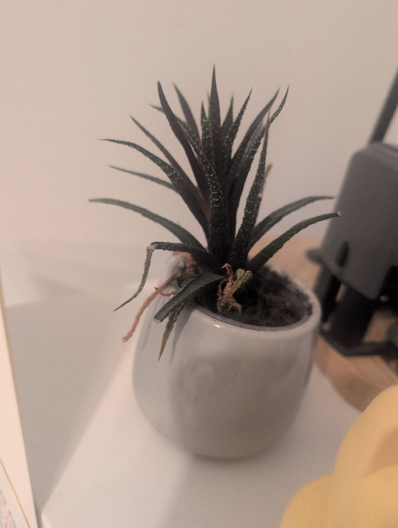 Zebra haworthia — Bild 1
