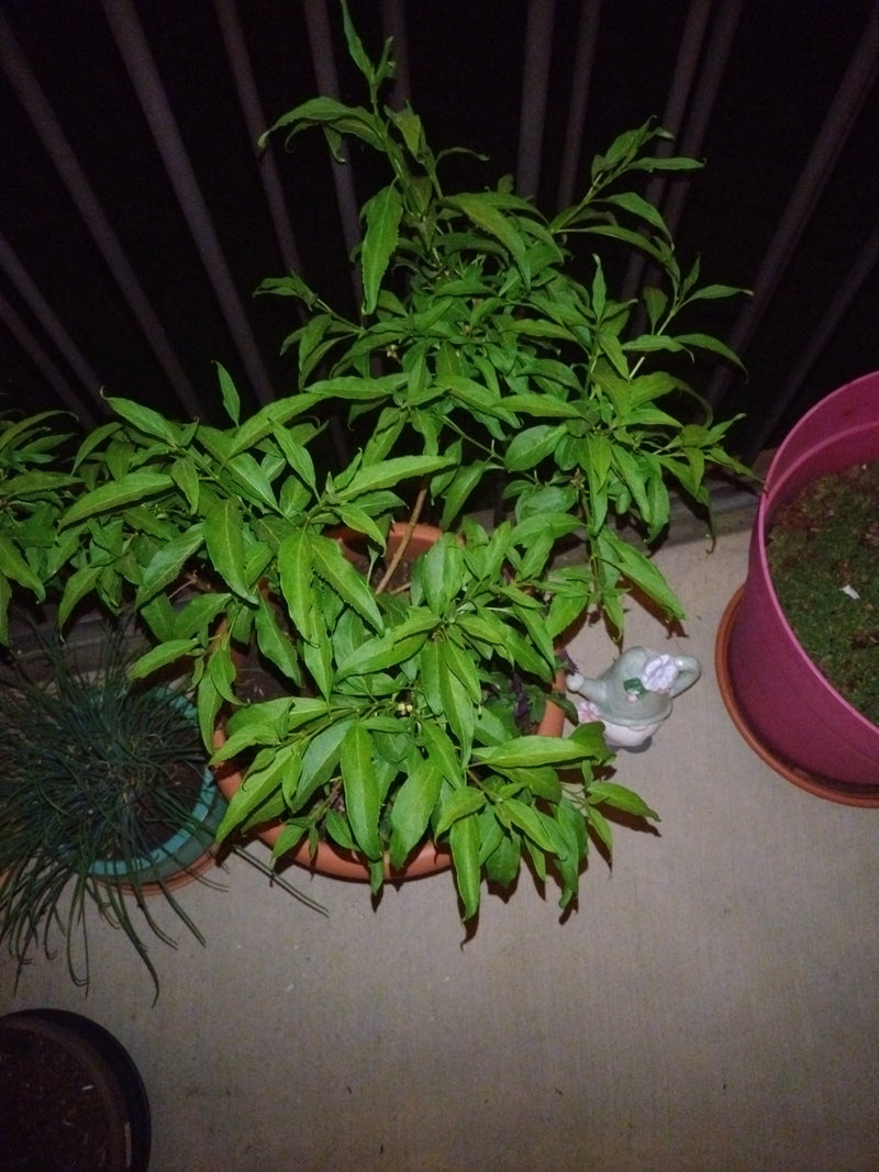 Verbena al limone — Bild 1