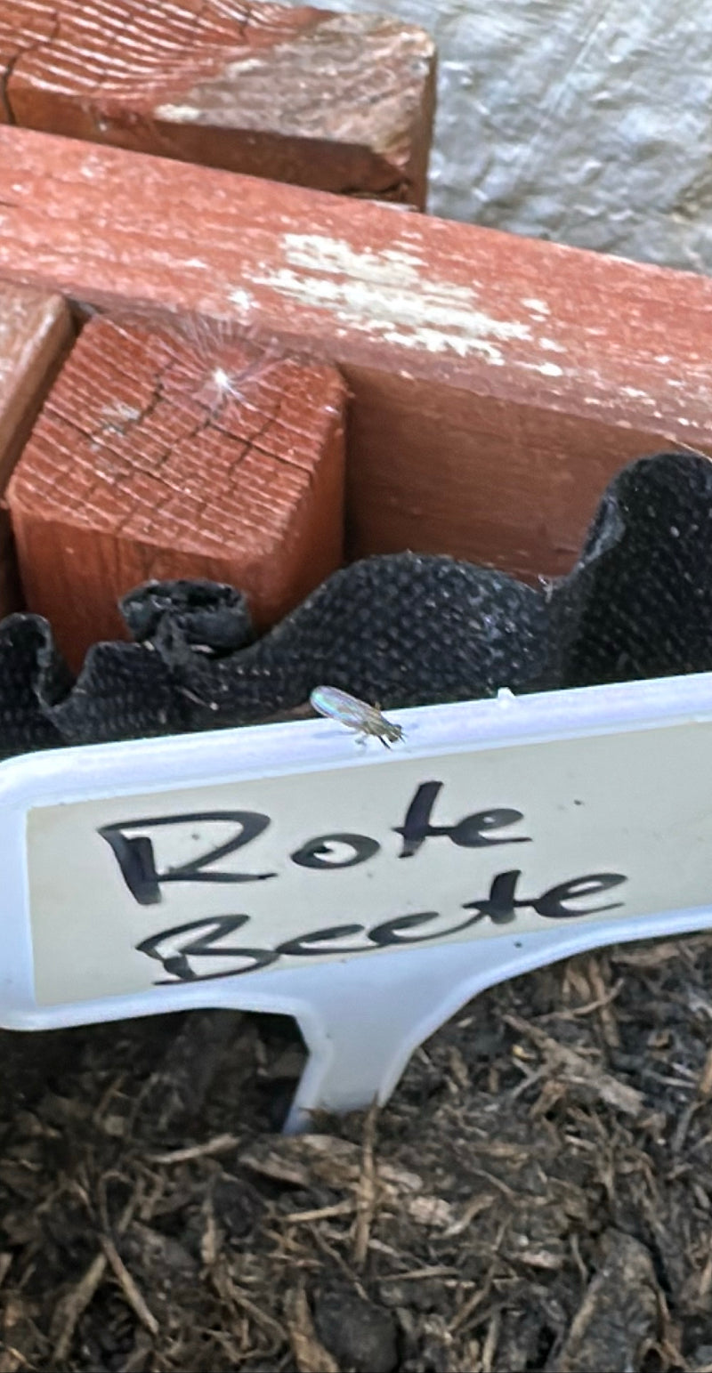 L'immagine mostra un piccolo sciaride posato su un'etichetta per piante etichettata in un'aiuola.