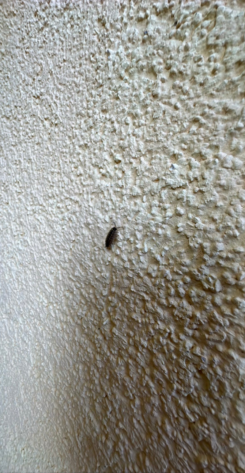 L'immagine mostra un porcellino di terra che striscia lungo il muro ruvido di una casa. Il piccolo crostaceo terrestre è caratterizzato da un corpo ovale gri...